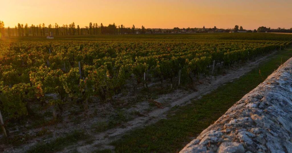 Bordeaux Vineyard Medoc França