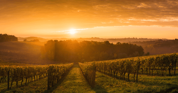 Vinhos do Vale do São Francisco: