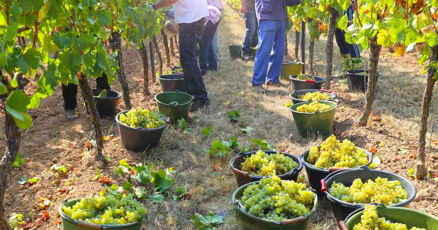 Colheita o momento crucial na produção do vinho