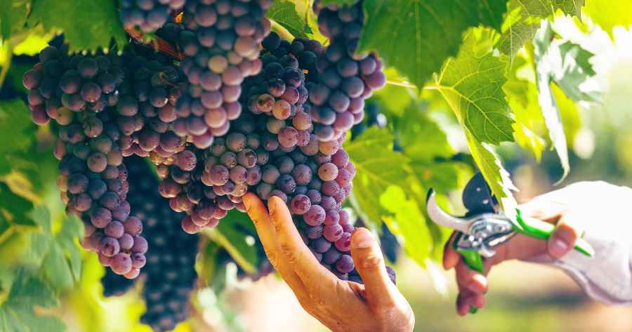 Cultivo das uvas: etapas e técnicas para produção de vinhos de qualidade