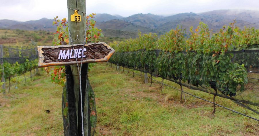 Dia da Malbec_ 17 de Abril – A Celebração da Estrela Argentina e Sugestões de Vinhos